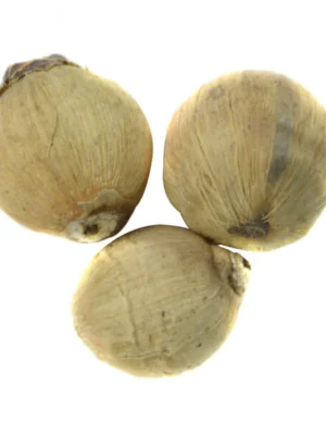 Otrai Kan Thengai – Laghu Nariyal [3 Pcs] – Sacred Single-Eye Coconut for Pooja & Temple Use