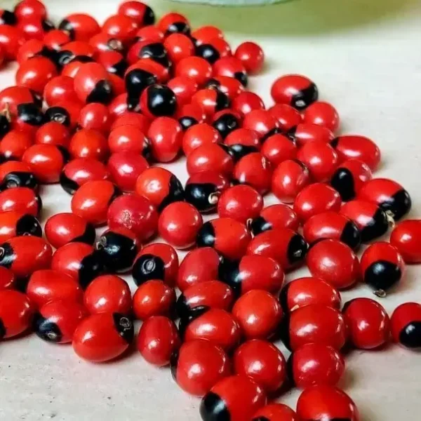 Red Gunja Seeds [2 kg] – Traditional Sacred Seeds for Pooja, Vastu & Ritual Use